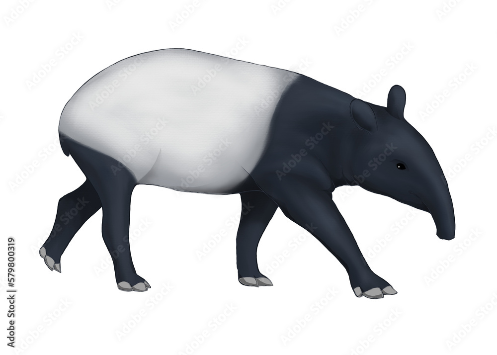 Illustration of Malayan tapir isolated on white background Illustration of Malayan tapir isolated on white background
