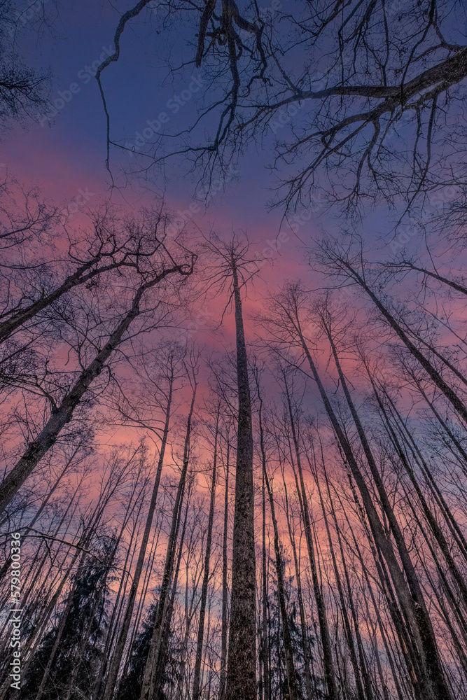 Obraz premium Im Winter kahle Bäume zur blauen Stunde fotografiert