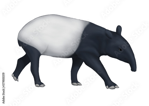 Illustration of Malayan tapir isolated on white background 