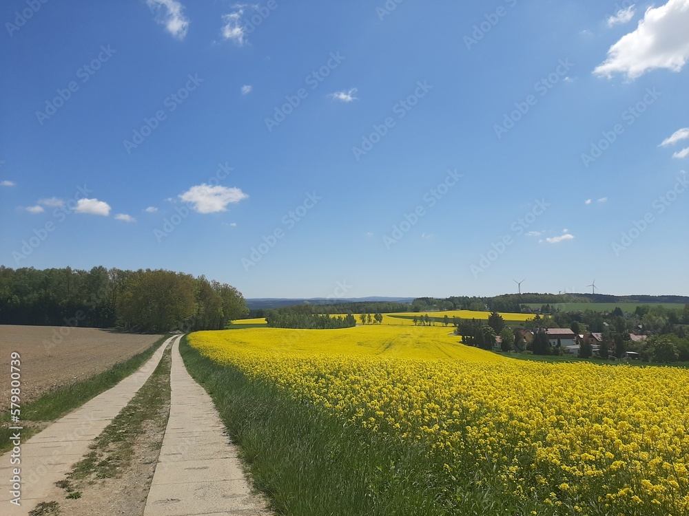 Obraz premium Rapswiese