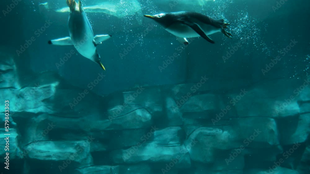 Penguin dives into the water and swims in slow motion Penguin dives into the water and swims in slow motion
