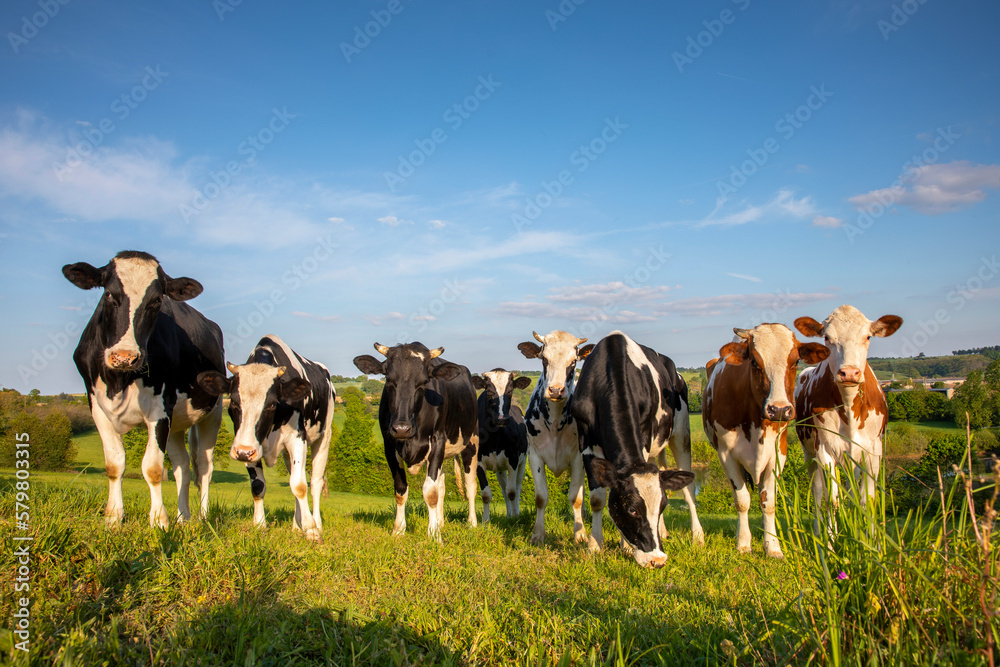 Troupeau de vaches laitière dans les champs au milieu de la nature.