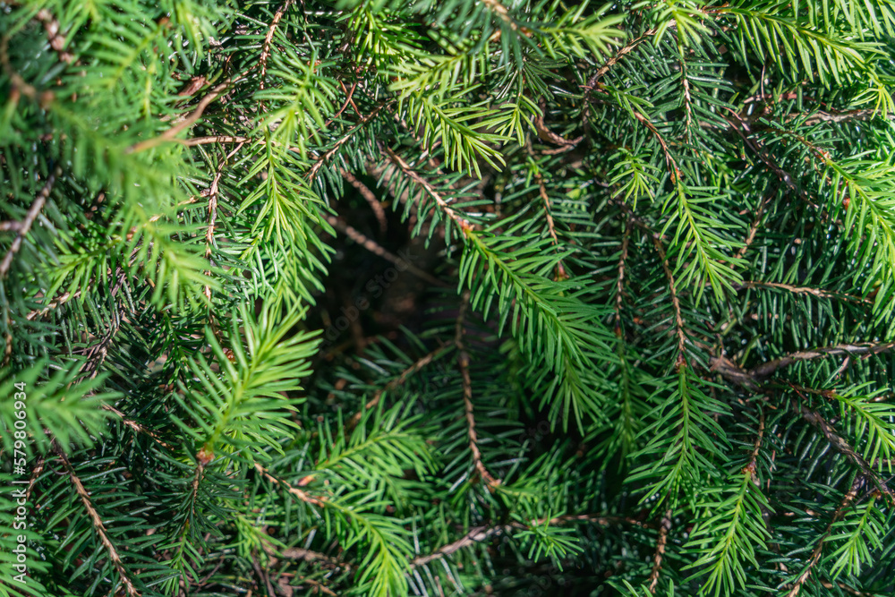Natural pattern of green spruce branches in sunlight with small green needles with an empty triangular space in the center, natural green background, shallow depth of field, macro, naturalism