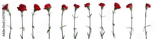 Fotografie Red carnations flowers isolated on transparent background