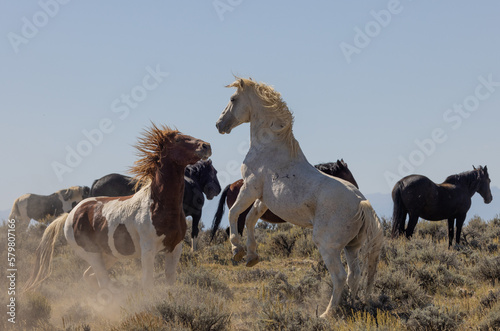 Wild Horses in the Wyoming Desert in Fall