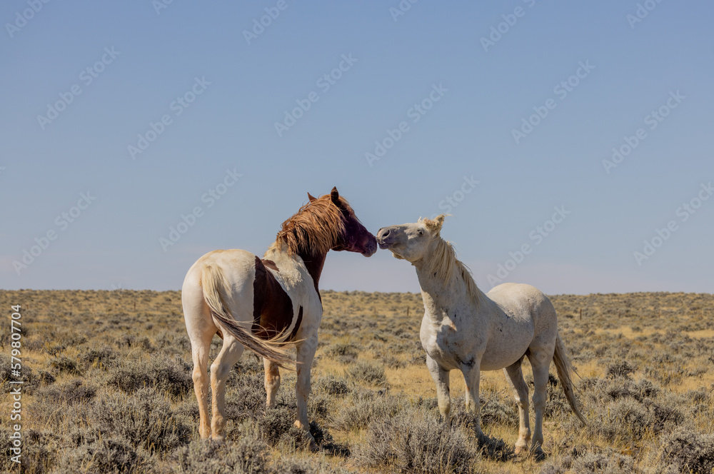 Obraz premium Wild Horses in the Wyoming Desert in Fall