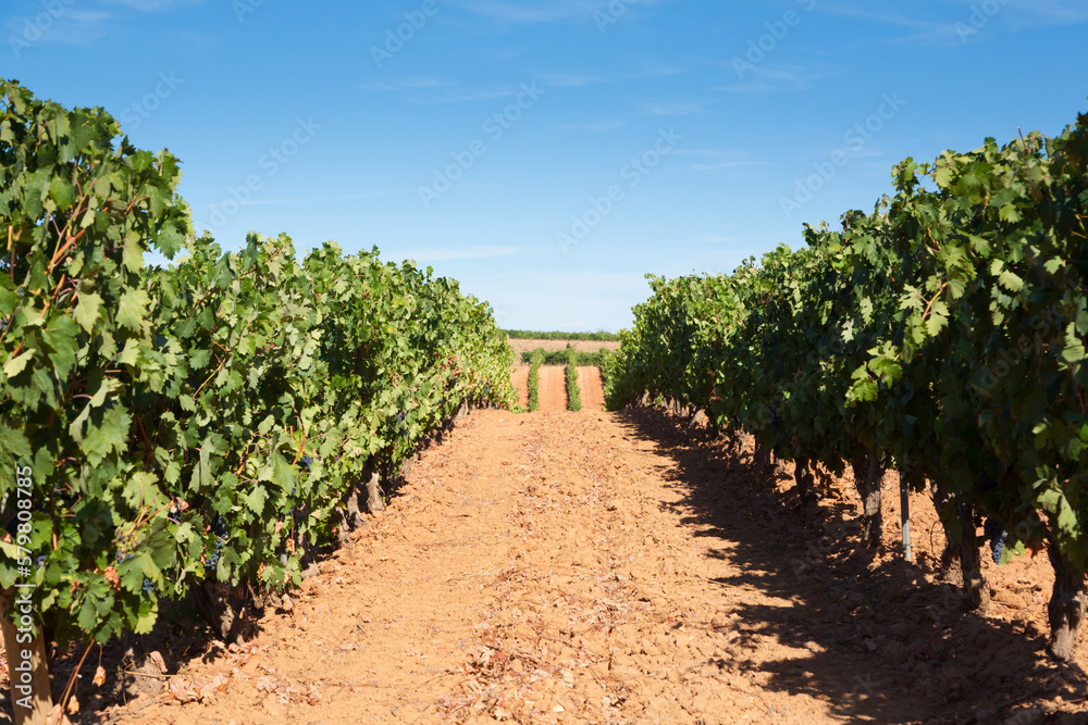 Vineyards landscape from Duero viticulture area, Spain