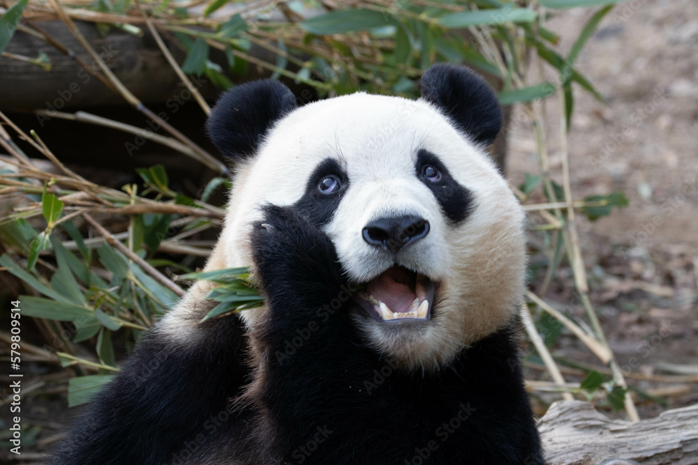 Close up a portrait of Cute Panda in Korea Close up a portrait of Cute Panda in Korea