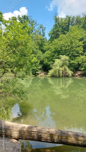 river in the forest