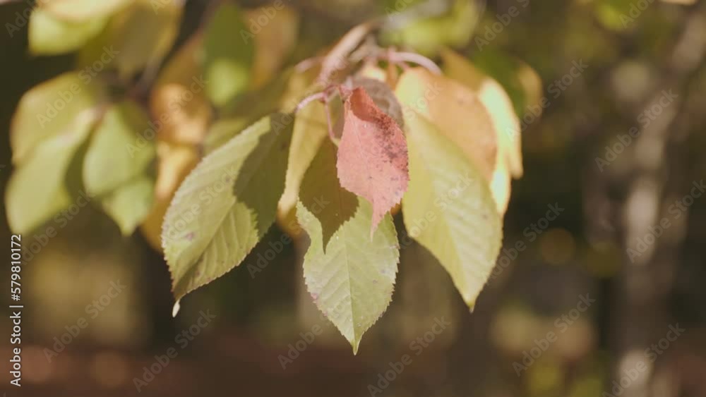 yellowed leaves close-up in the autumn forest yellowed leaves close-up in the autumn forest