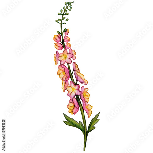 Fototapeta Naklejka Na Ścianę i Meble -  watercolor hand drawn delphinium flower branch