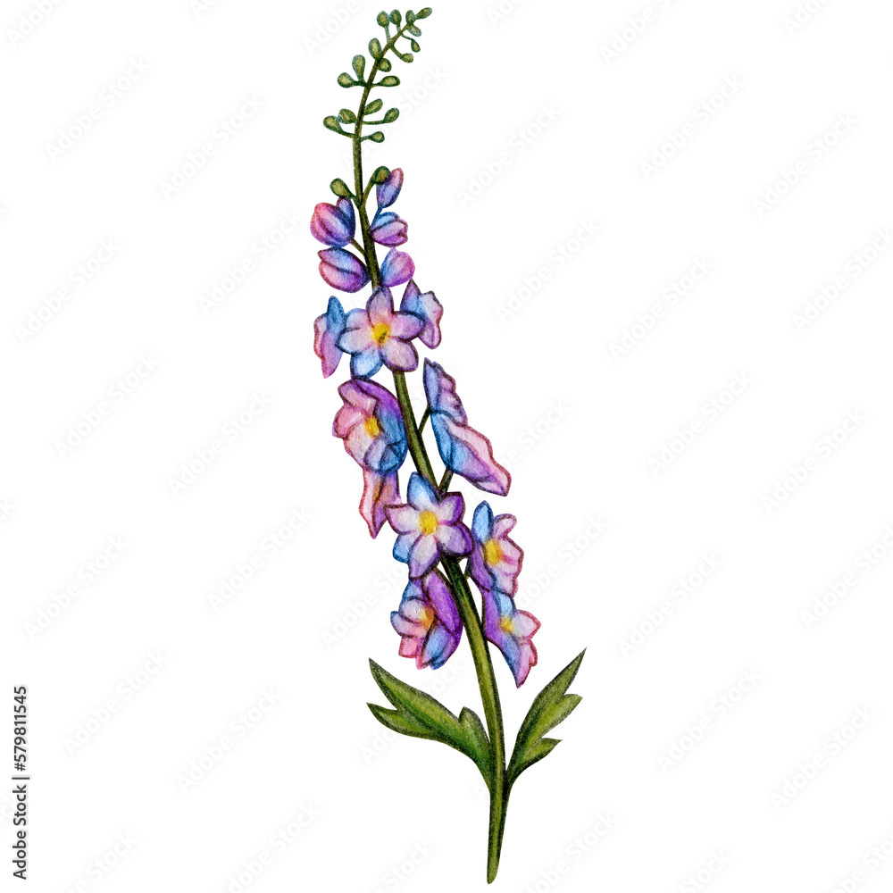 Obraz premium watercolor hand drawn delphinium flower branch
