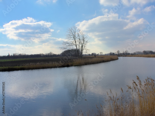 Natural borders with golden reed and bare tree reflecting in the water of river Scheldt on a sunny winter day in Kalkense Meersen nature reserve. Wetteren  Flanders  Belgium 