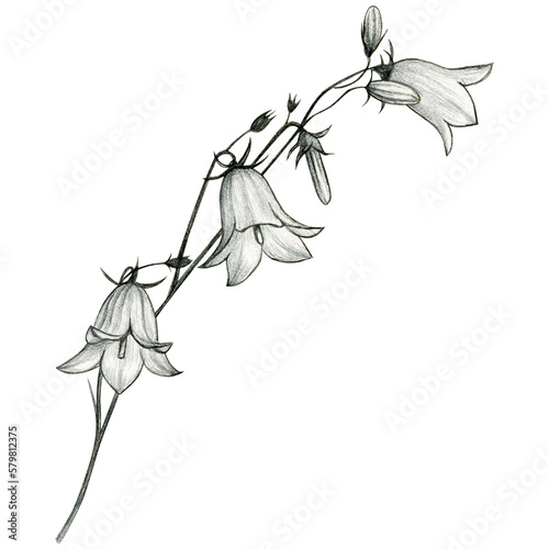 watercolor hand drawn harebell flowers