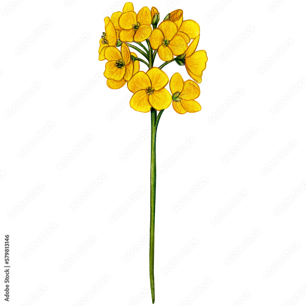 Fototapeta premium Watercolor hand drawn chuckoo flower