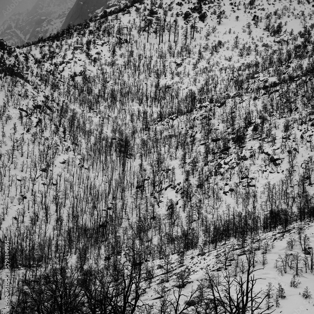 Fototapeta premium Burn Scarred Trees in Winter