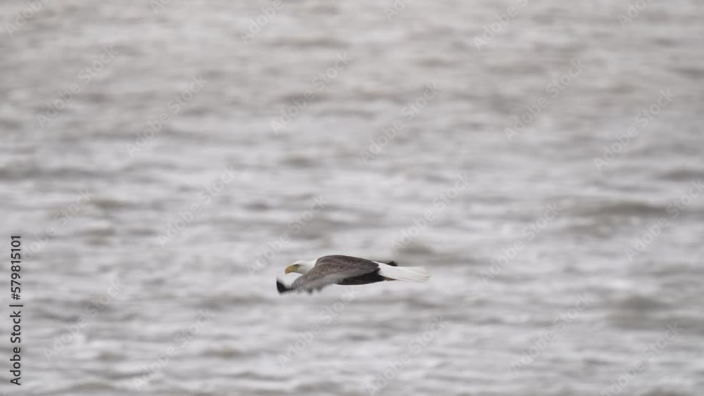 Bald Eagle Flying slow over the water of Utah Lake flying against the wind. Bald Eagle Flying slow over the water of Utah Lake flying against the wind.