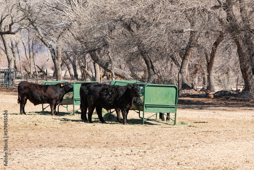 Fototapeta premium Feeding Cattle