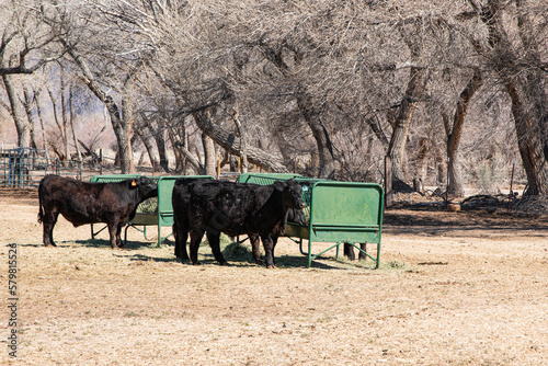 Feeding Cattle