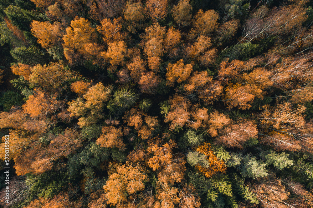 Aerial view of colourful forest and woodlands in autumn in Vorumaa, Estonia. Aerial view of colourful forest and woodlands in autumn in Vorumaa, Estonia.