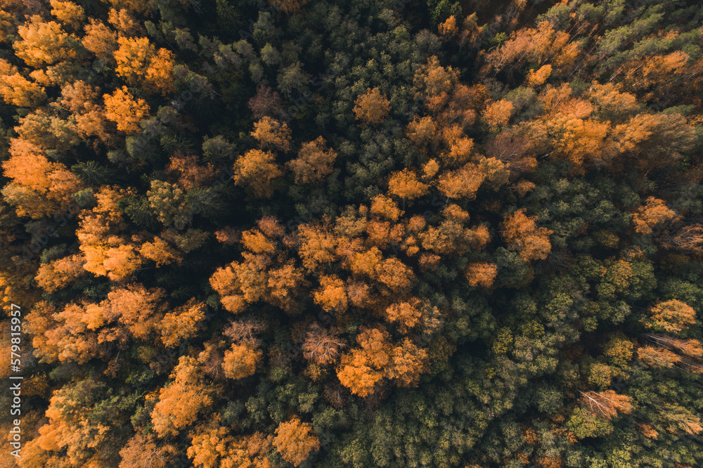 Aerial view of colourful autumn forest in Paganamaa landscape protection area, Estonia. Aerial view of colourful autumn forest in Paganamaa landscape protection area, Estonia.
