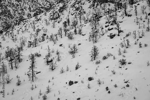 Mountainside Trees and Snow © MitchCoxPhoto