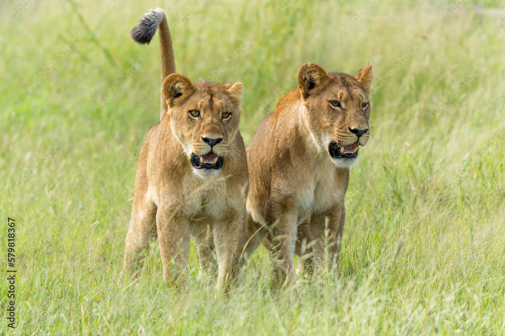 African lion (Panthera leo) in the green season. Sub adult lionesses walking around in the morning in the Okavango Delta in Botswana. African lion (Panthera leo) in the green season. Sub adult lionesses walking around in the morning in the Okavango Delta in Botswana.