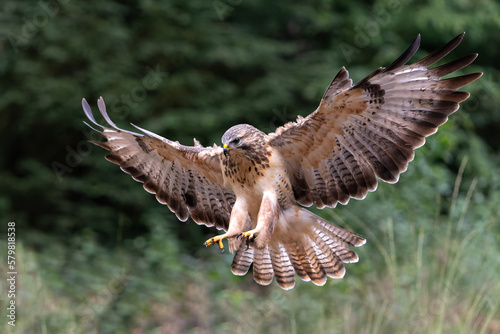 Common Buzzard (Buteo buteo) flying in the forest in the Netherlands