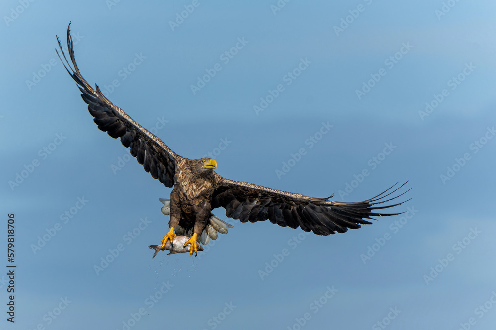 Fototapeta premium White Tailed Eagle (Haliaeetus albicilla), also known as Eurasian sea eagle and white-tailed sea-eagle. The eagle is flying to catch a fish in the delta of the river Oder in Poland, Europe.