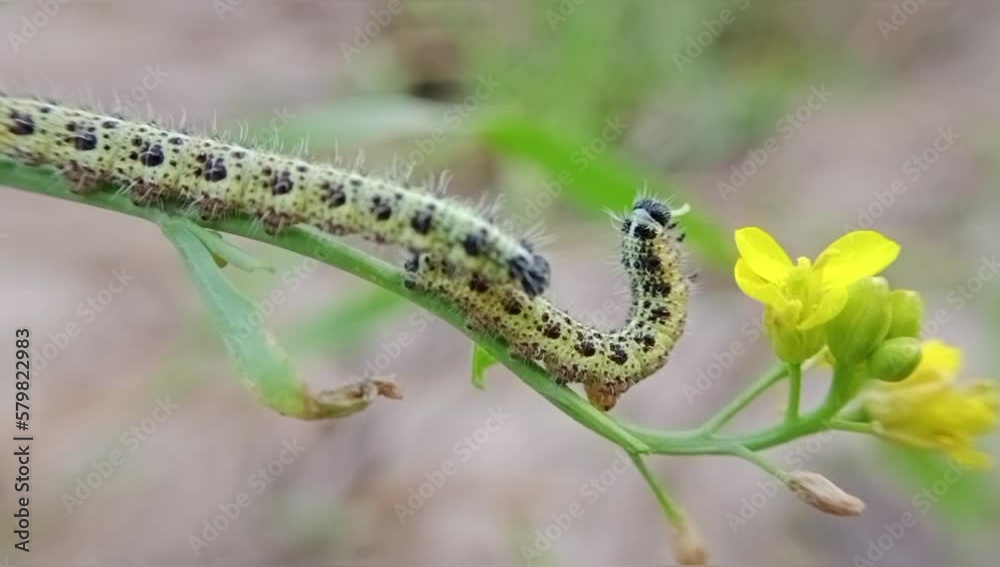 Caterpillar eating mustard flowers in my home garden Caterpillar eating mustard flowers in my home garden