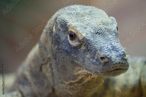 Close up view of a Komodo Dragon, the largest lizard in the world.