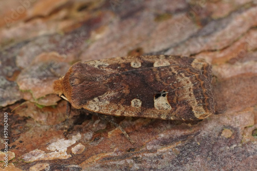 Closeup on the red-headed chestnut owlet moth, Conistra erythrocephala sitting on wood photo