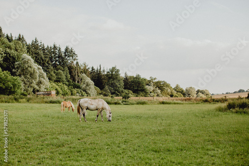 Fototapeta Naklejka Na Ścianę i Meble -  Les chevaux dans le pâturage