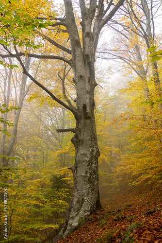 Colorful Fagus Sylvatica tree in autumn in Cozia National Park in a fog background with leaf on the ground 