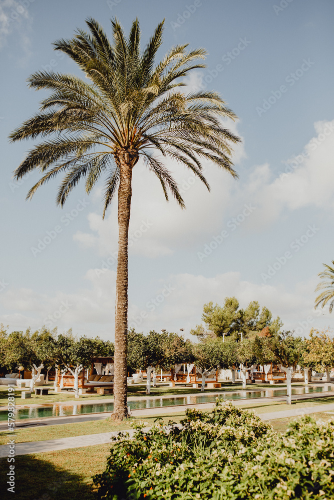 Le palmier au bord de la piscine de l'hôtel