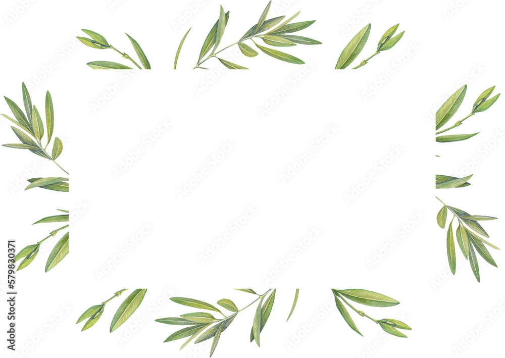 rectangular frame of watercolor drawings of olive tree leaves