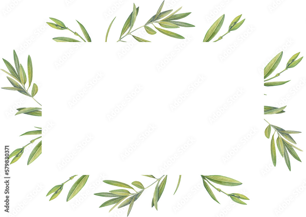 rectangular frame of watercolor drawings of olive tree leaves rectangular frame of watercolor drawings of olive tree leaves