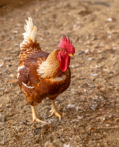 Aves, pollos, gallinas, gallos. pavos.