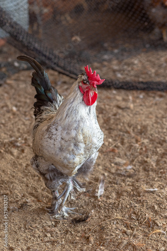 Aves, pollos, gallinas, gallos. pavos.
