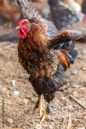 Aves, pollos, gallinas, gallos. pavos.