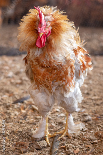 Aves, pollos, gallinas, gallos. pavos.