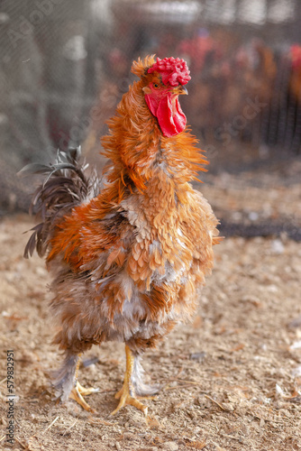 Aves, pollos, gallinas, gallos. pavos.