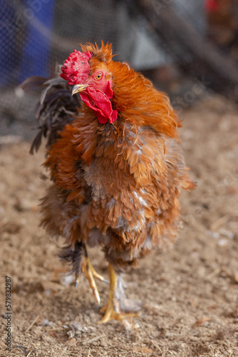 Aves, pollos, gallinas, gallos. pavos.