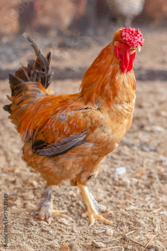 Aves, pollos, gallinas, gallos. pavos.