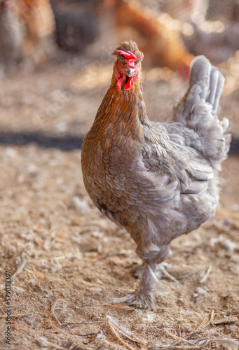 Aves, pollos, gallinas, gallos. pavos.