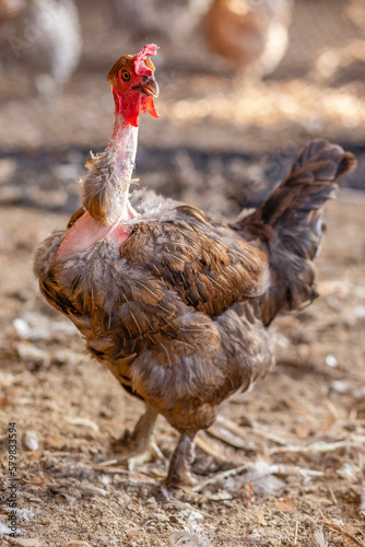 Aves, pollos, gallinas, gallos. pavos.