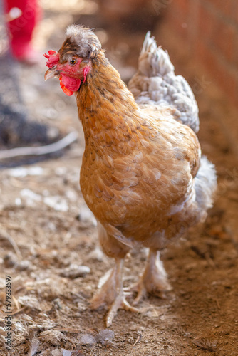 Aves, pollos, gallinas, gallos. pavos.