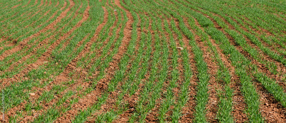 Green field with texture of green grass and sand.
Spring concept Green field with texture of green grass and sand.
Spring concept