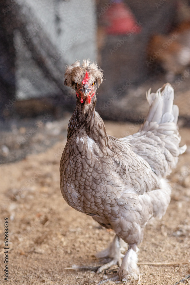 Fototapeta premium Aves, pollos, gallinas, gallos. pavos.