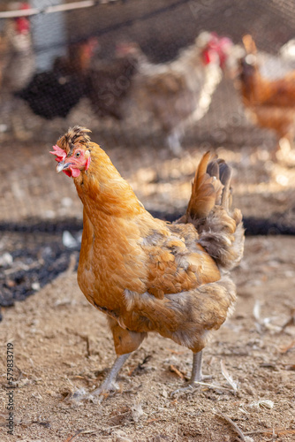 Aves, pollos, gallinas, gallos. pavos.